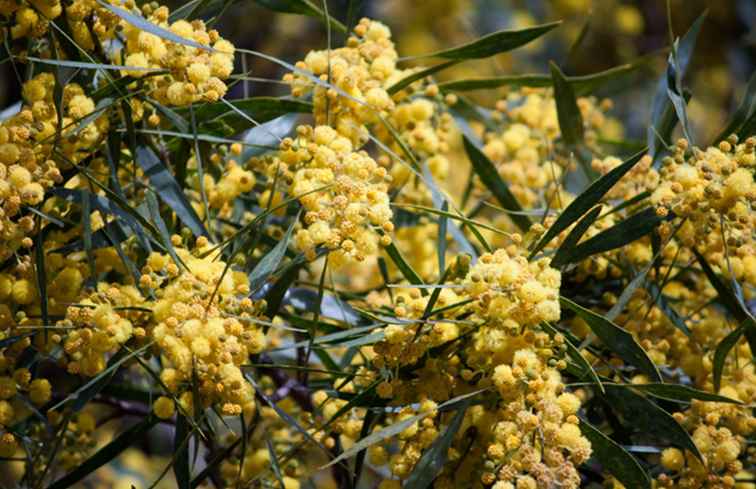 Fleurs nationales et nationales d'Australie / Australie et Nouvelle-Zélande