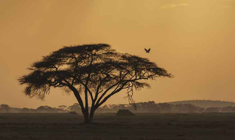 Uccelli del Kenya