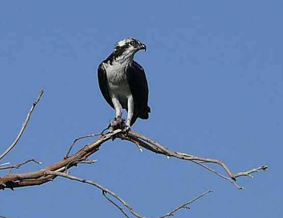 Aves de Phoenix - Galería 3 / Arizona