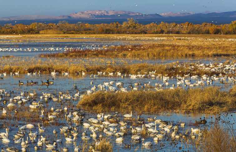 Vogels kijken rond Albuquerque / New Mexico