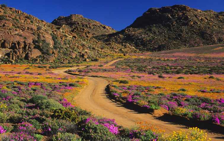 Ruta de las flores del Cabo, Sudáfrica La guía completa / Sudáfrica
