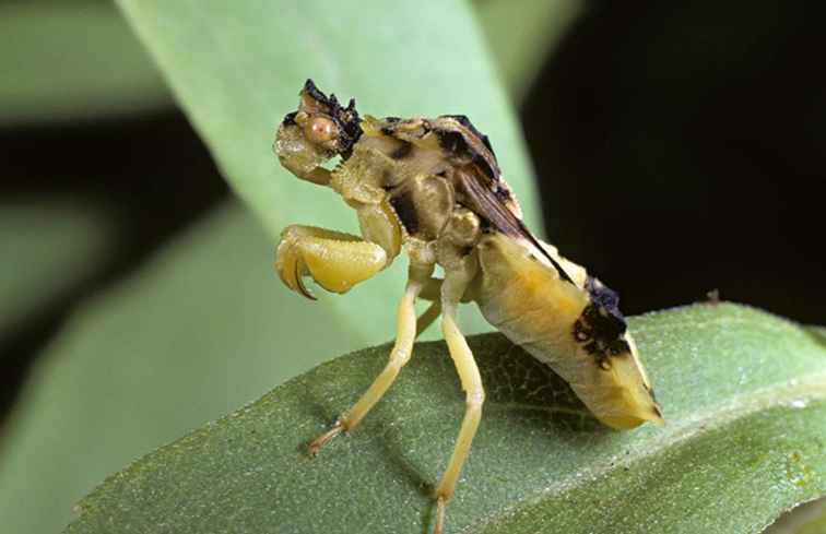 Midden-Amerika insecten (de irriterende soort) / Central & SouthAmerica