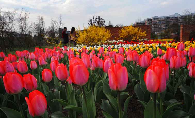 Chen Shan botaniska trädgården i Shanghai / Kina