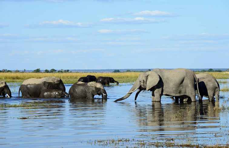 Parque Nacional de Chobe, Botswana La Guía Completa