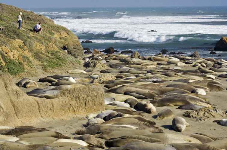 Elephant Seals bij Piedras Blancas / Californië