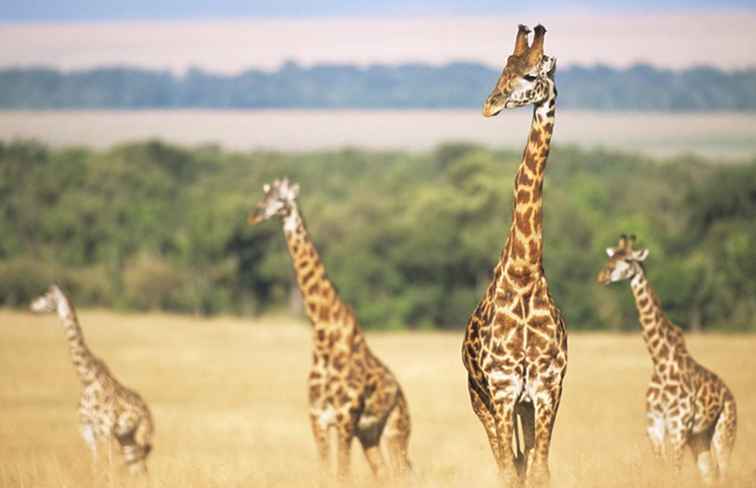 Familien Safaris in Afrika / Afrika & Mittlerer Osten