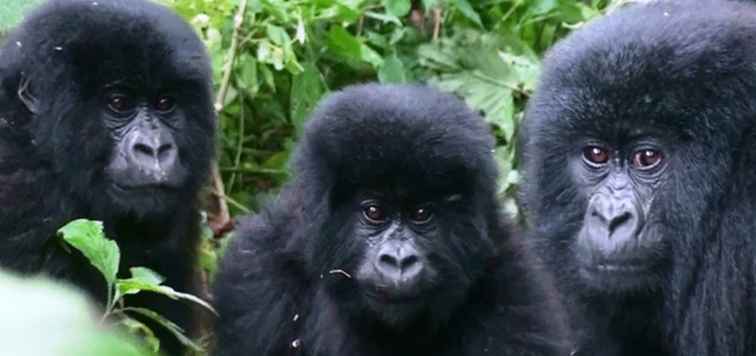 Gorilla Safaris in Afrika / Uganda