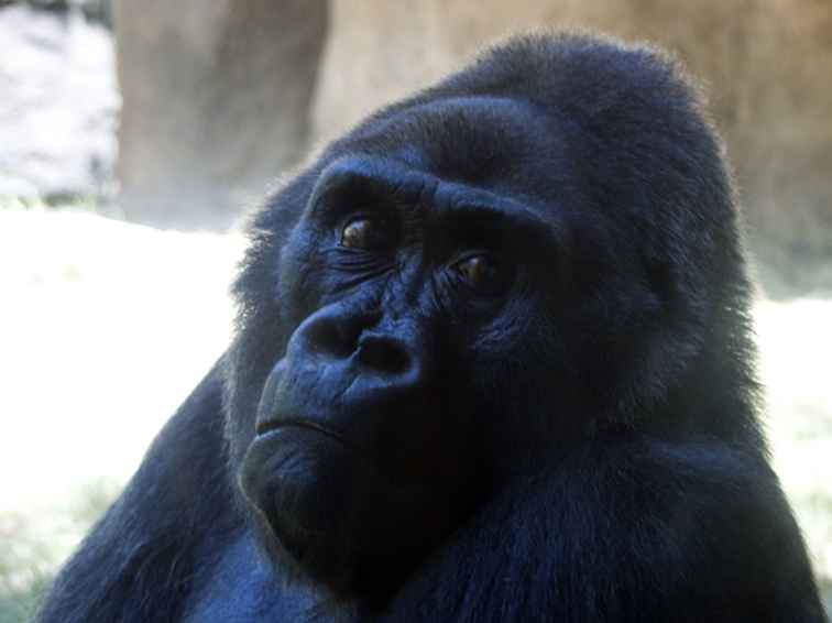 Guida ai migliori zoo del Texas / Texas