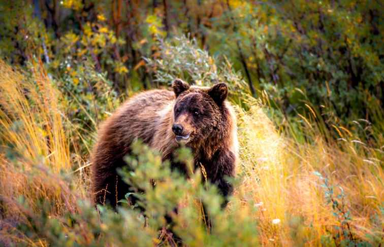 Kluane National Park och Kanada Reserve / 