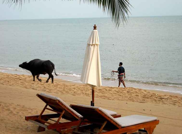 Koh Samui, Bizarre Buffalo Fights de Tailandia