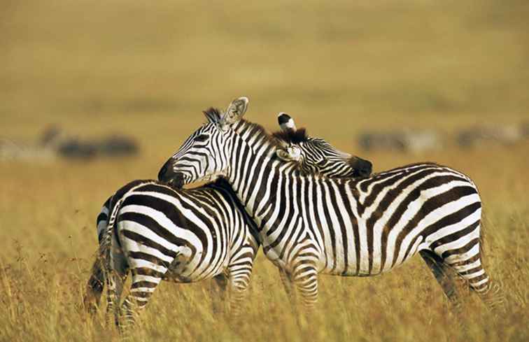 Scopri la riserva di animali Masai Mara in Kenya