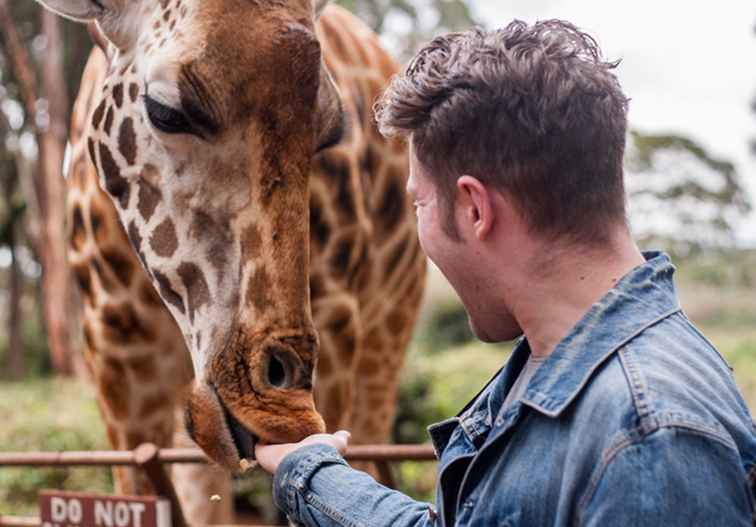Centre de girafes de Nairobi Le guide complet / Kenya