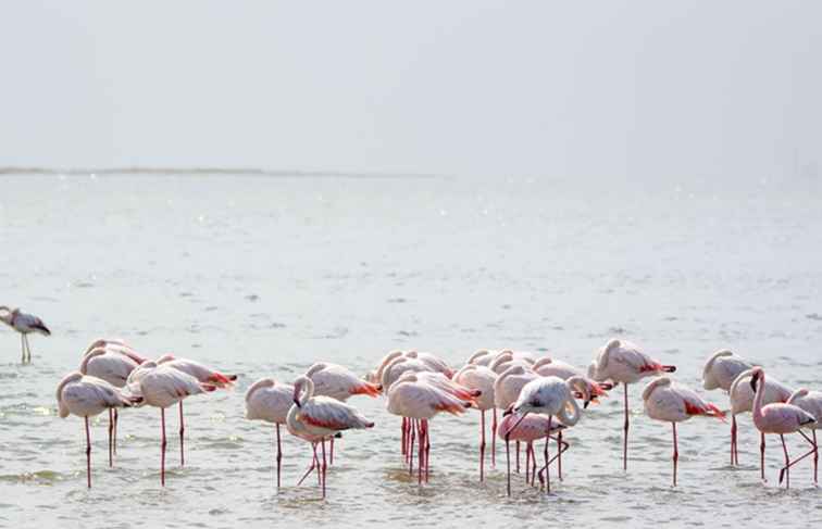 Nature's Mysteries Warum stehen Flamingos auf einem Bein?