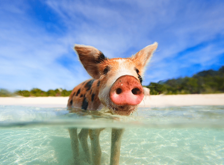 Setzen Sie Schwimmen mit Schweinen auf Ihre Bahamas Bucket List / Bahamas