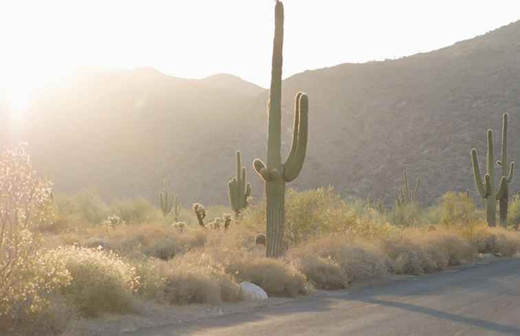 Saguaro kaktus / Arizona