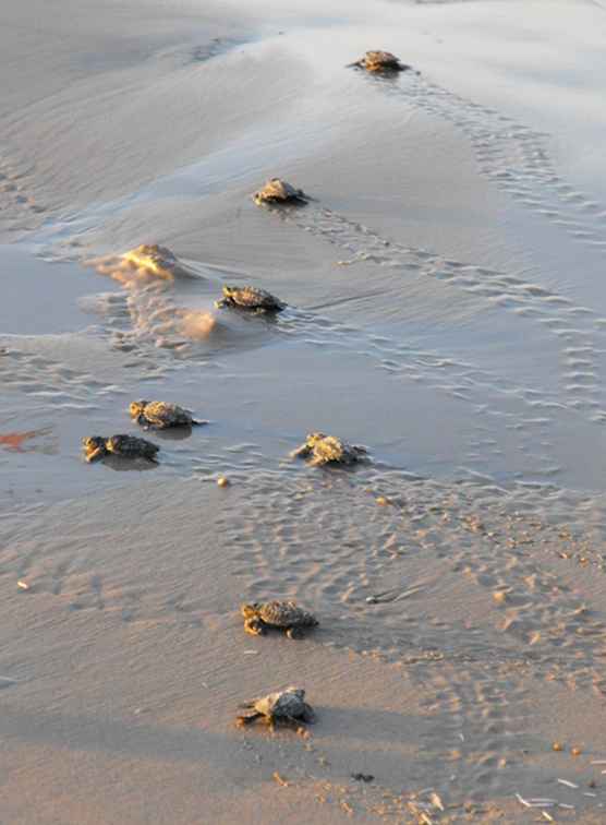 Meeresschildkröten retten, ein Resort auf einmal / 