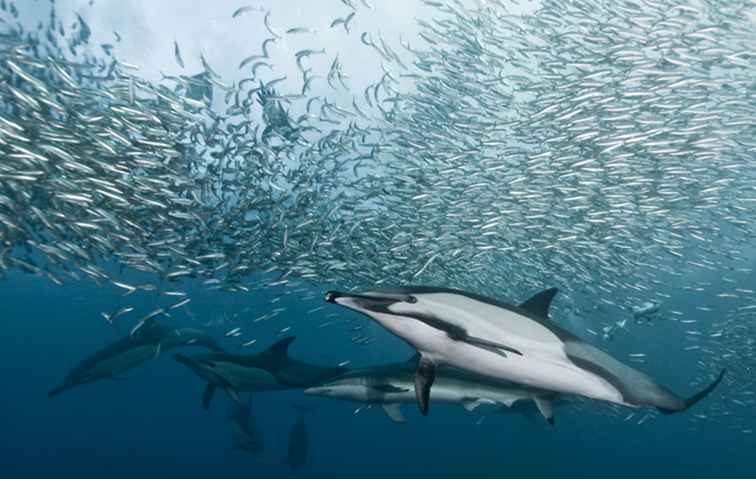 La course de sardines annuelle en Afrique du Sud