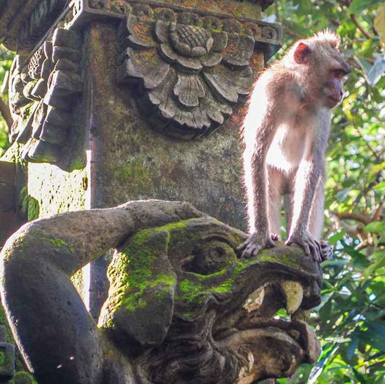 Los monos del sudeste asiático se ocupan con cuidado
