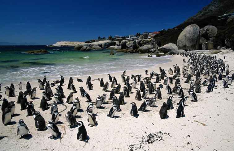 Nager avec des pingouins à Boulders Beach près de Cape Town / Afrique du Sud