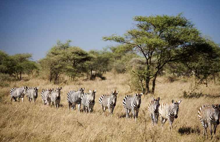 Planificateur de safari en Tanzanie / Tanzanie
