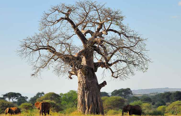 Les faits amusants sur le baobab sur l'arbre de vie en Afrique