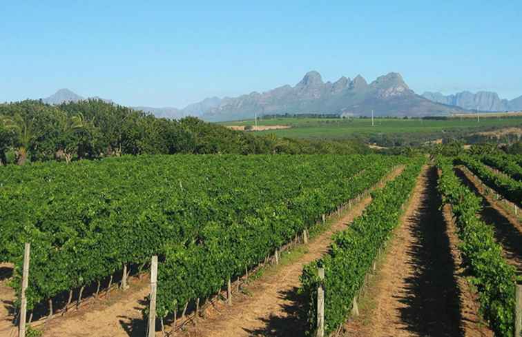 Le 10 migliori aziende vinicole del Capo / Sud Africa