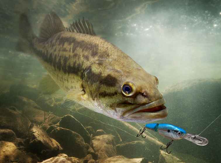 Der Fisch des Eriesees / Ohio