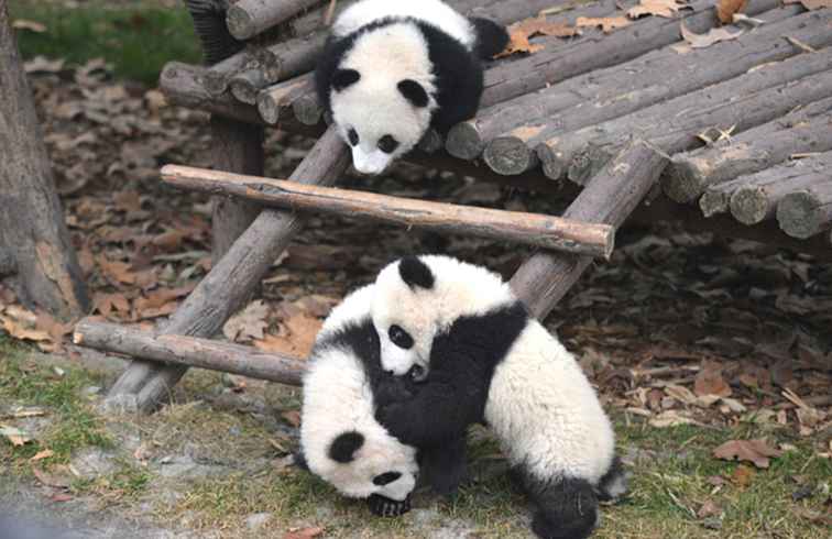 Die Zuchtstation für Riesenpanda in Chengdu / China