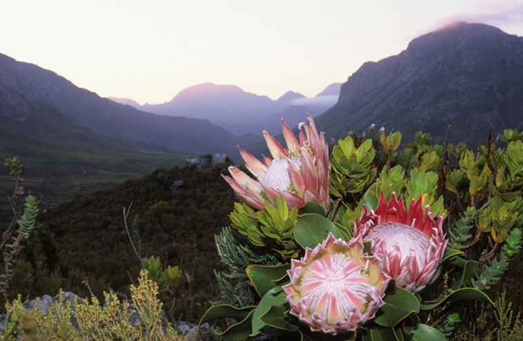 La fleur nationale du roi Protea en Afrique du Sud
