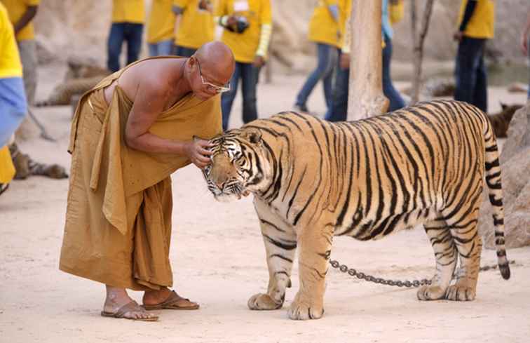 Die Uncaged Wahrheit von Thailands Tiger Temple / Thailand