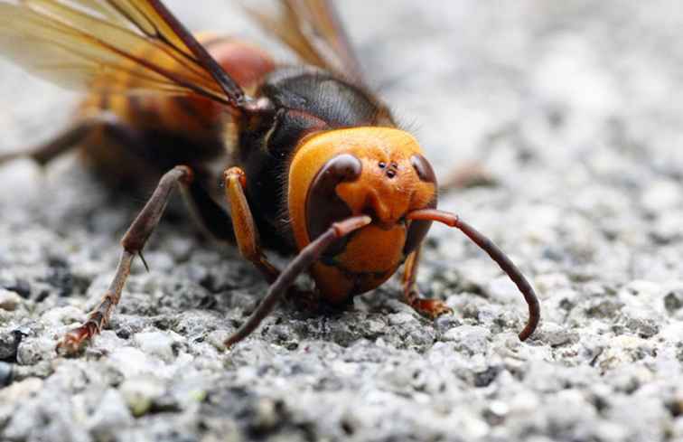 Dessa Killer Insects är mycket närmare hem än vad du tror / Asien