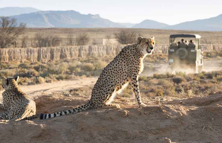 Top vijf wildreservaten voor safari's in de buurt van Kaapstad