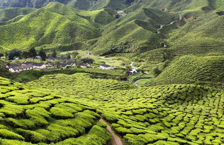 Recorriendo Tanah Rata en Cameron Highlands, Malasia