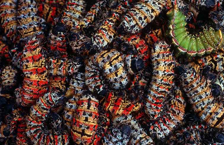Gusanos de Mopane tradicionales de la cocina africana / Sudáfrica