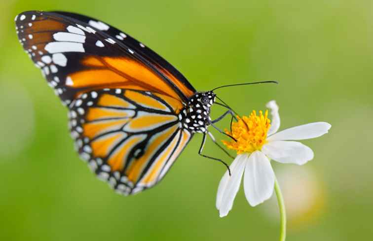 Besuchen Sie Schmetterlinge im Botanischen Garten von Montreal / Montreal