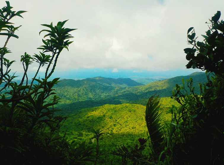 Besöker El Yunque National Rainforest / Puerto Rico