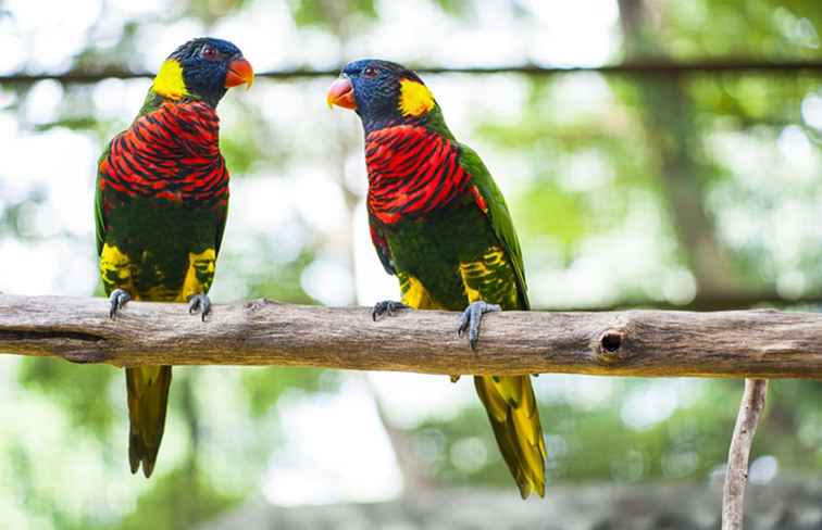 Visitando il KL Bird Park in Malesia
