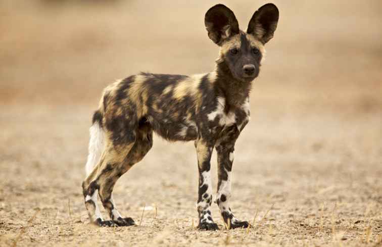 Wat is een Afrikaanse wilde hond? / Afrika & MiddleEast