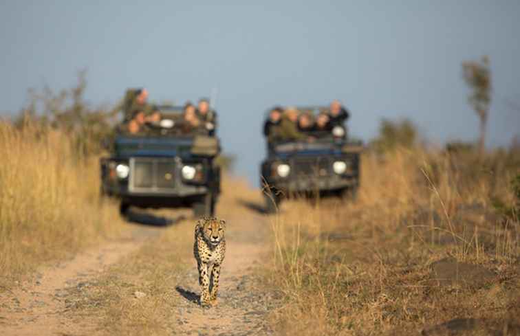 Que ne pas faire sur Safari en Afrique