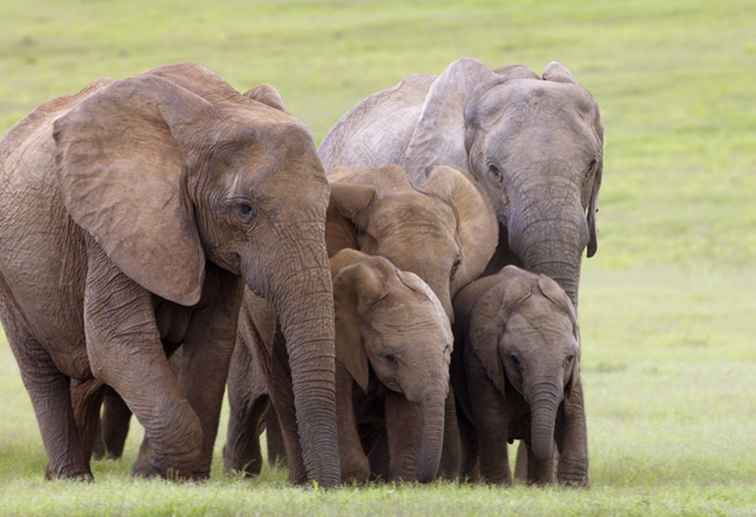 Où voir les éléphants en Afrique / Botswana