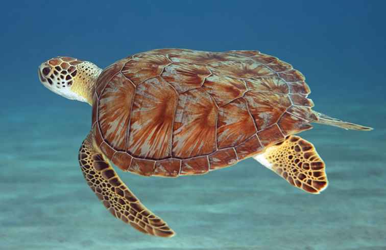 Où voir les tortues de mer dans les Caraïbes / 