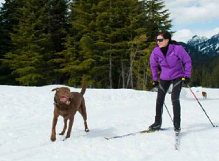 La station de ski de Whistler accepte les chiens / 