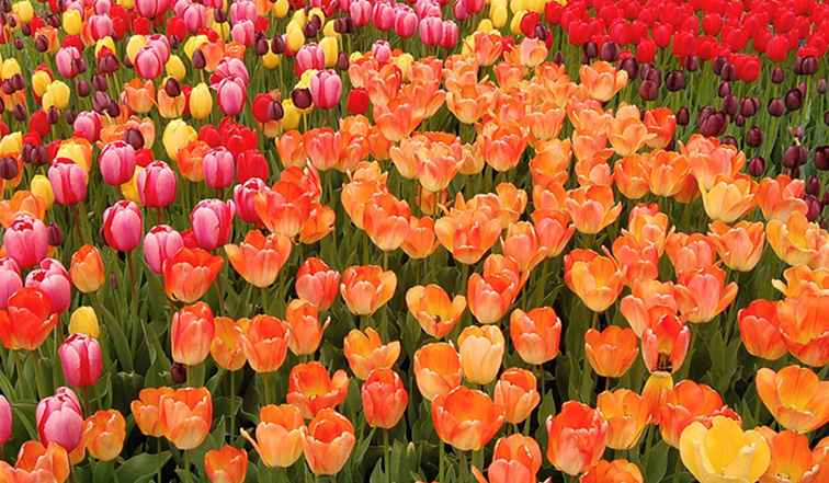 9 Fantastische bloemenfestivals in New England en de staat New York / 