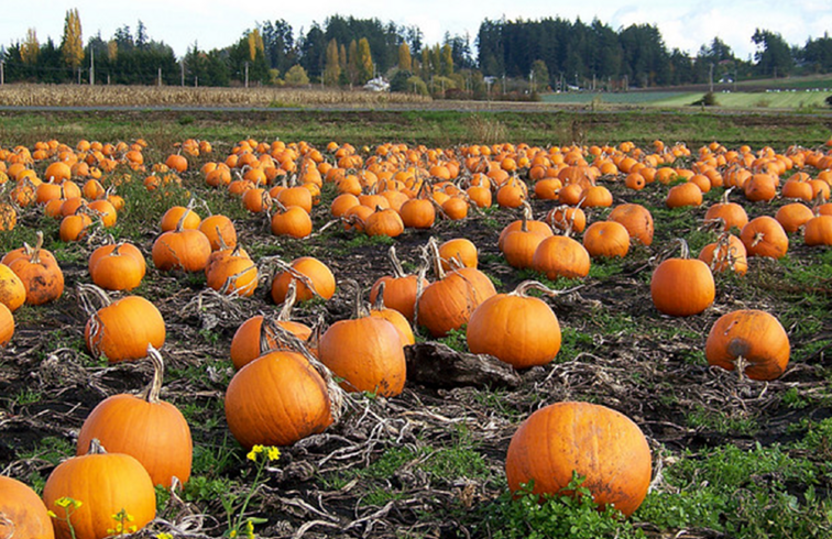 Los mejores parches de calabaza cerca de Atlanta / Georgia