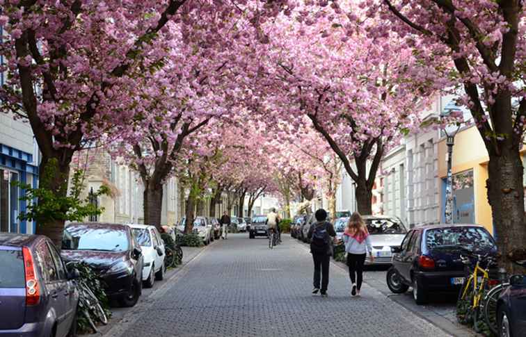 Cherry Blossoms in Duitsland / Duitsland