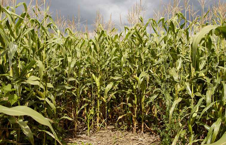 Corn Mazes en Pumpkin Patches in Raleigh, Durham en Chapel Hill / Noord Carolina