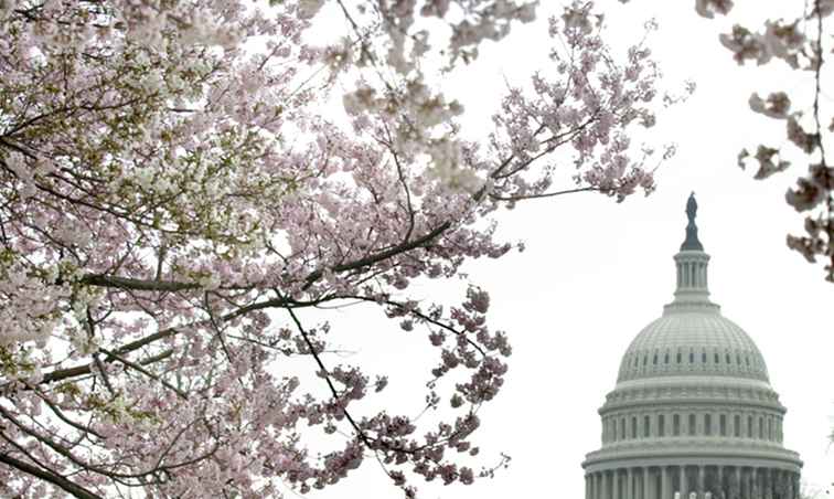 Alles wat u moet weten over de kersenbomen in Washington DC / Washington, D.C..