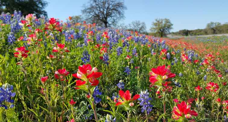 Wildflowers vinden in het Texas Hill Country / Texas