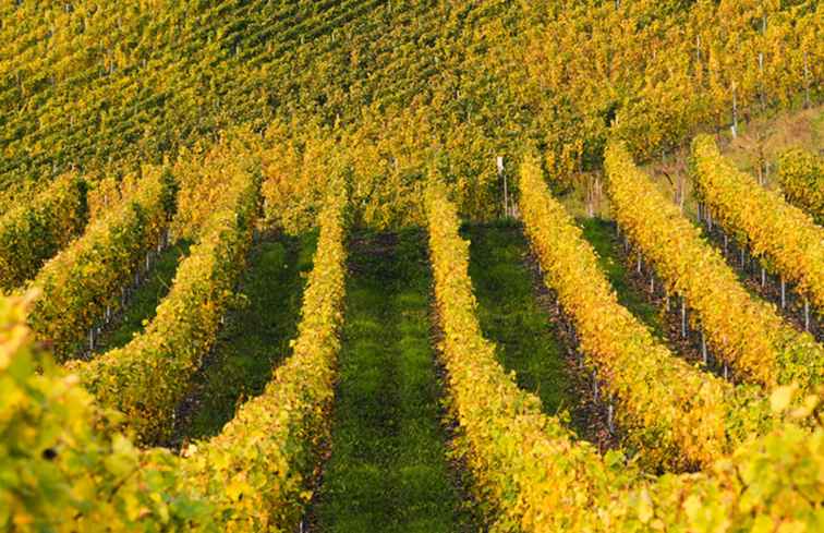 Festivales de vino alemanes / Alemania