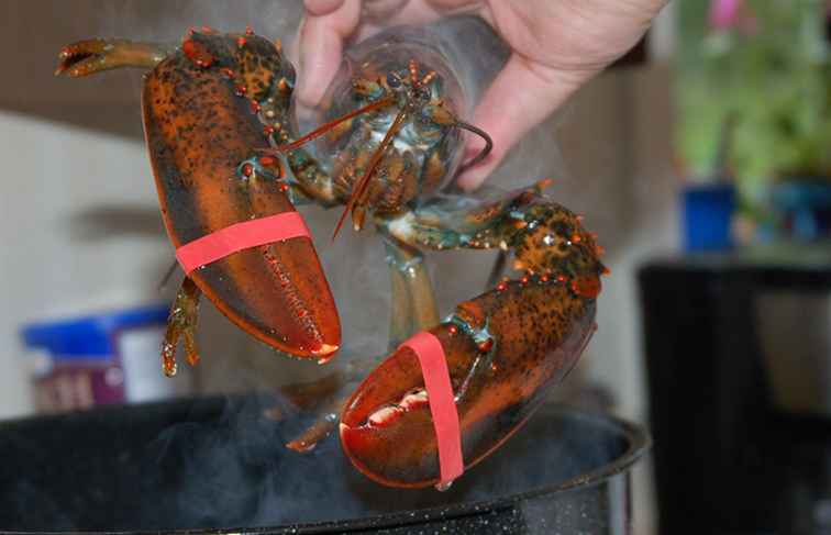 Guide de cuisson des homards à la maison